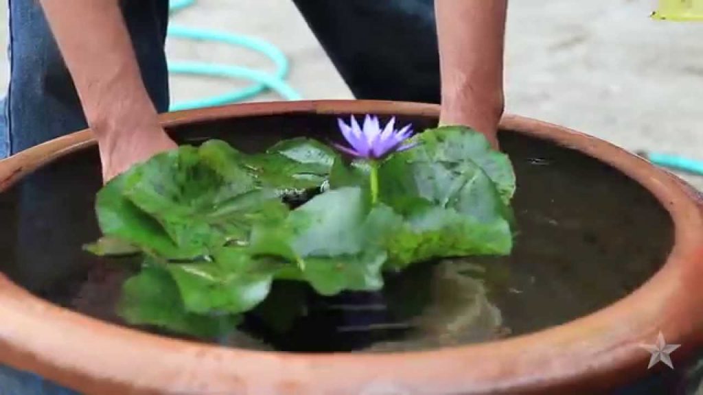 The Easiest Method To Store Water Lilies Over Winter