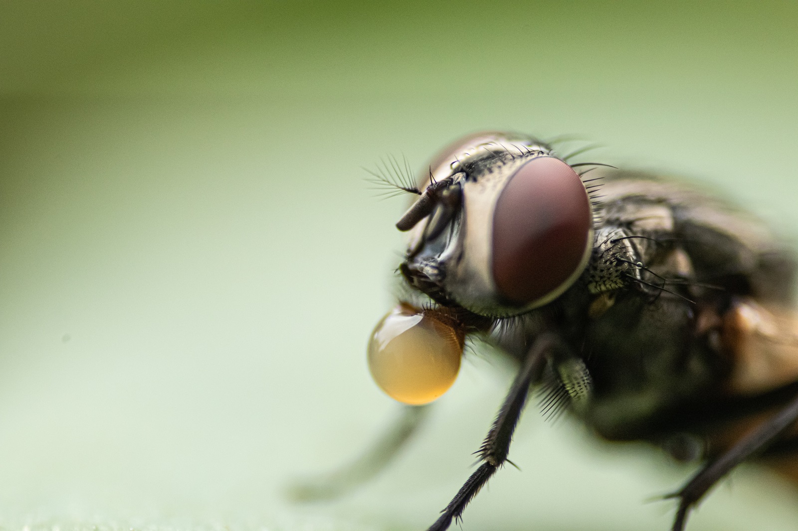 Certain natural ways to eliminate houseflies