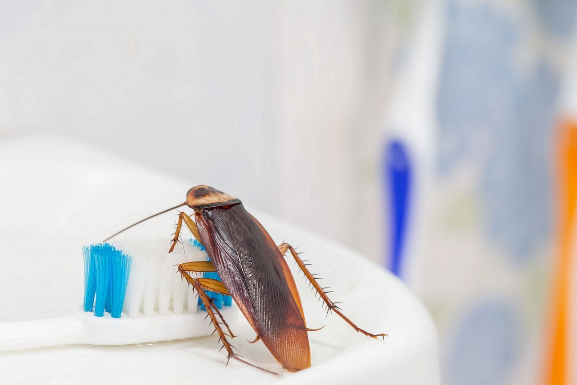 Health Issues That Cockroaches Can Bring Along 1