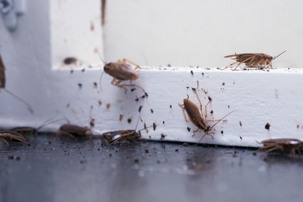 Health Issues That Cockroaches Can Bring Along 4